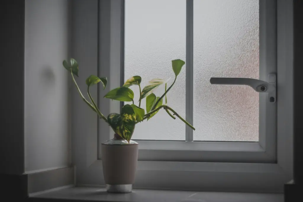 房間適合放什麼小盆栽？你的居家綠意指南