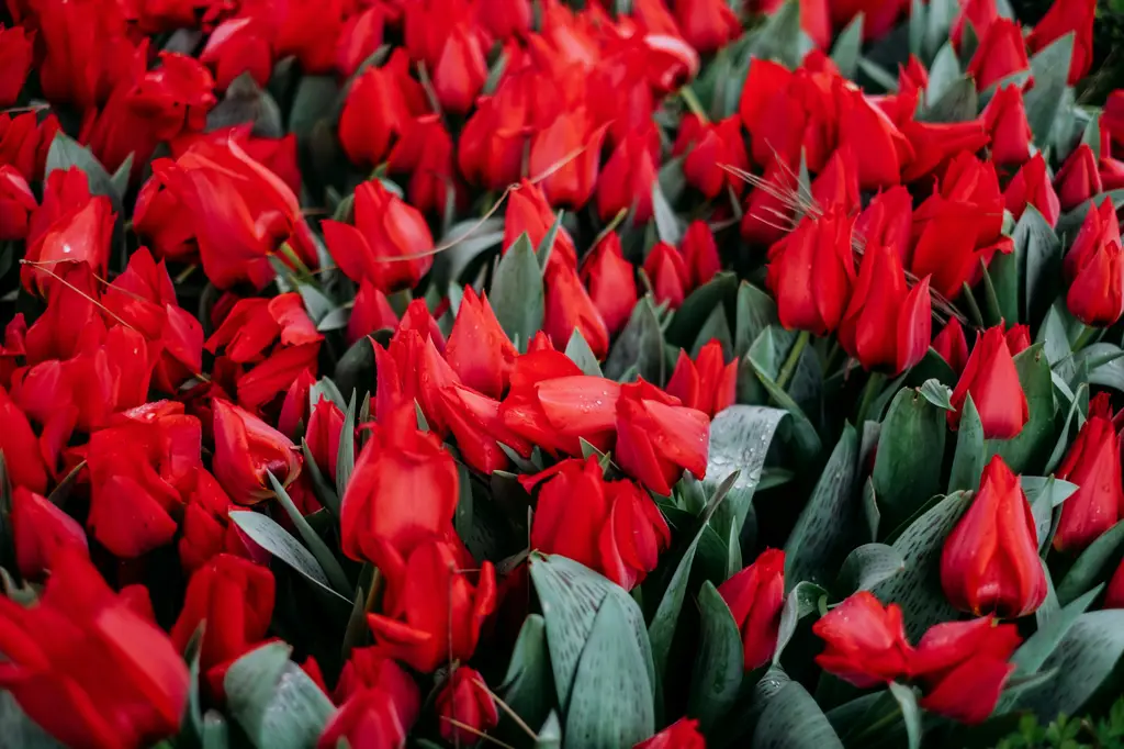 魚菜共生，虹吸不可少！